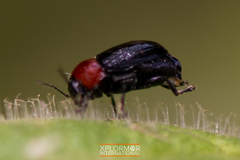 Cryptocephalus sanguinicollis
