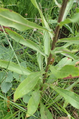 Senecio digitalifolius