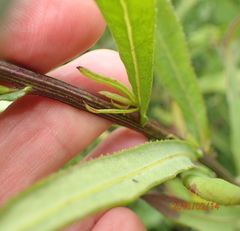 Senecio digitalifolius