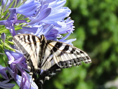 Papilio rutulus