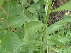 Senecio digitalifolius