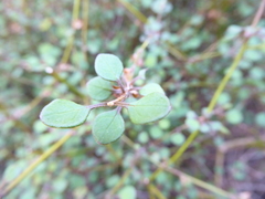 Teucrium parvifolium