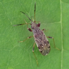 Ligyrocoris diffusus