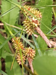 Carex extensa