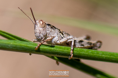 Oedaleonotus phryneicus