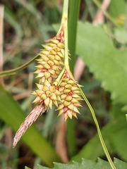Carex extensa