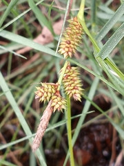 Carex extensa