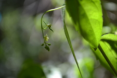 Ditaxinae