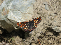Euphydryas editha