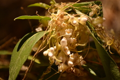 Cuscuta