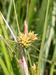 Carex extensa