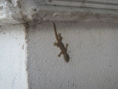 Hemidactylus platyurus