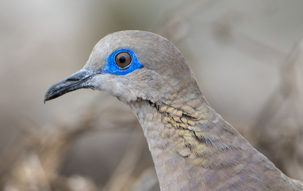 West Peruvian Dove