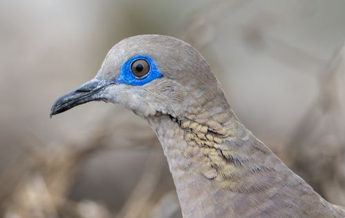 West Peruvian Dove