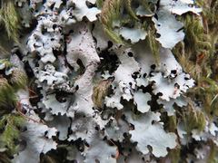 Hypotrachyna taylorensis