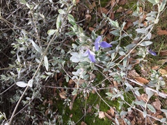 Teucrium fruticans
