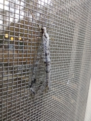 Dendroleon speciosus