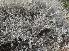 Teucrium fruticans