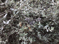 Teucrium fruticans