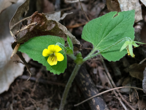 Viola pubescens Aiton