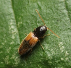 Horistonotus curiatus