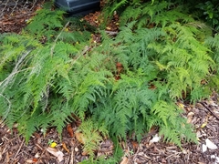 Asparagus setaceus