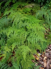 Asparagus setaceus
