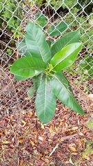 Ficus aurea
