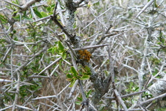 Teloschistes velifer