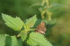 Heteropterus morpheus