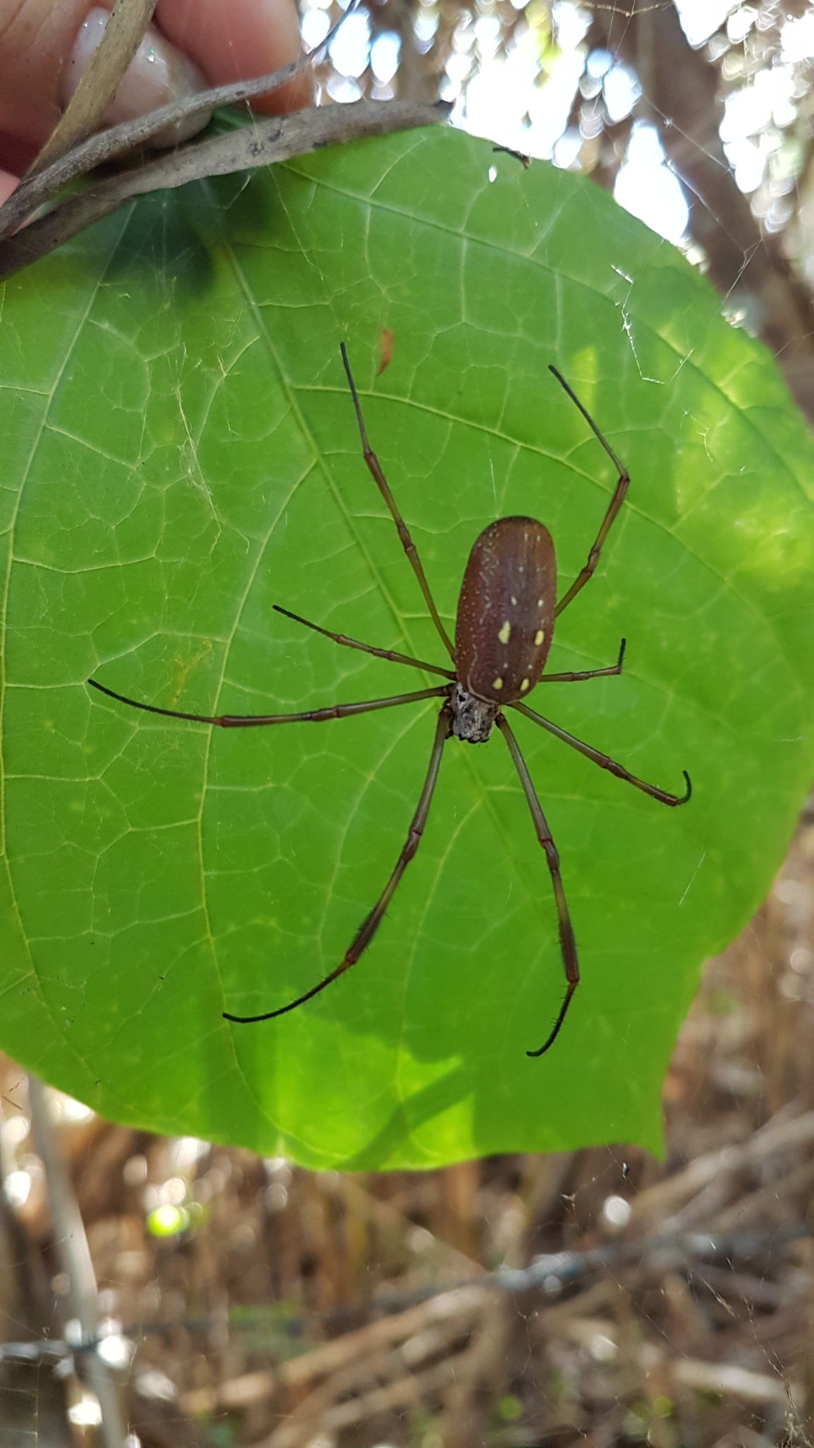 Trichonephila clavipes image