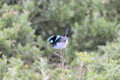 Malurus cyaneus cyanochlamys