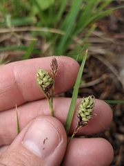 Carex bella
