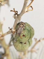 Diceroprocta eugraphica