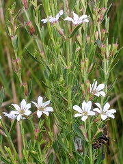 Lythrum lineare