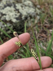 Carex bella