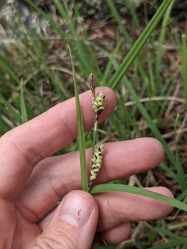 Image of Carex bella by (c) Alaina Krakowiak, some rights reserved (CC BY)