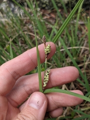Carex bella