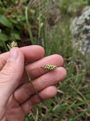 Carex bella