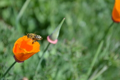 Apis mellifera