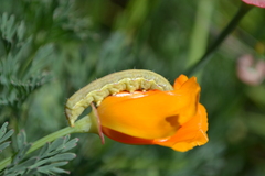 Lepidoptera