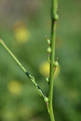 Rapistrum rugosum
