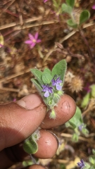 Trichostema oblongum