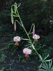 Lilium kelloggii