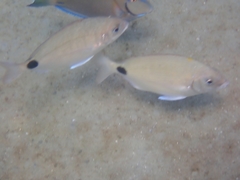 Diplodus caudimacula