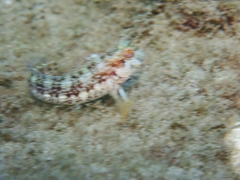 Parablennius marmoreus