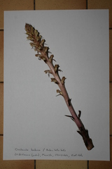Orobanche hederae