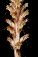 Orobanche hederae
