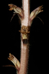 Orobanche hederae