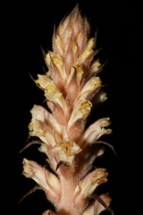 Orobanche hederae